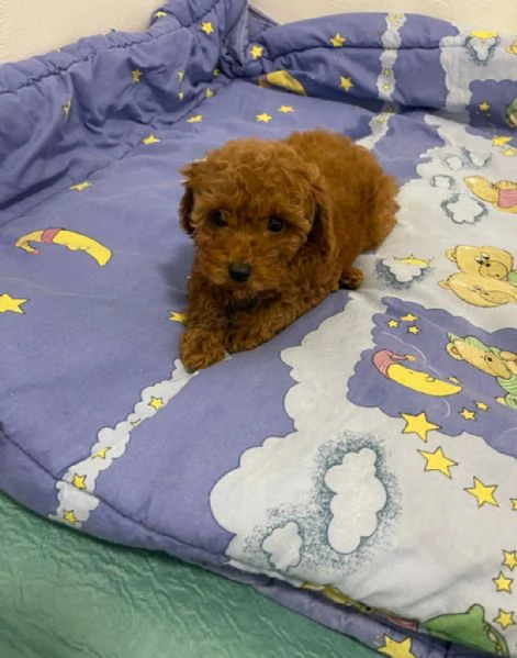 Cuccioli di barboncino toy