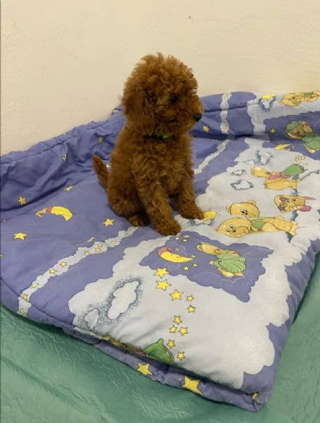 Cuccioli di barboncino toy | Foto 0