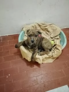 Regalo cucciolo meticcio tigrato