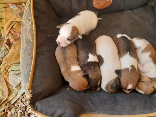 Jack Russel | Foto 1