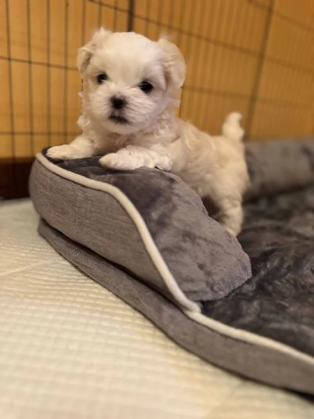 Bellissimi Cuccioli Maltese