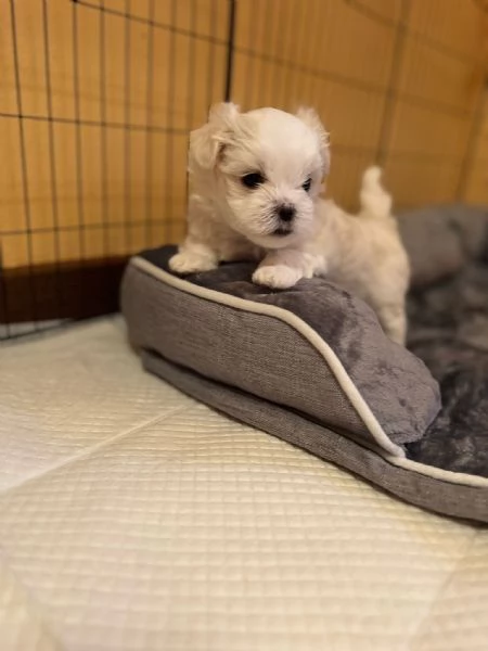 Bellissimi Cuccioli Maltese | Foto 3