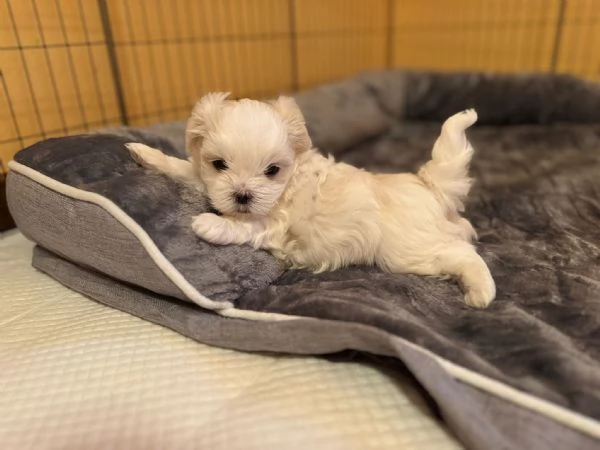 Bellissimi Cuccioli Maltese | Foto 2