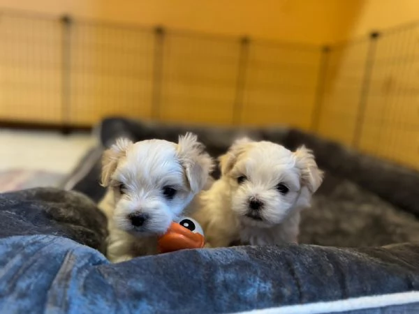 Bellissimi Cuccioli Maltese | Foto 1