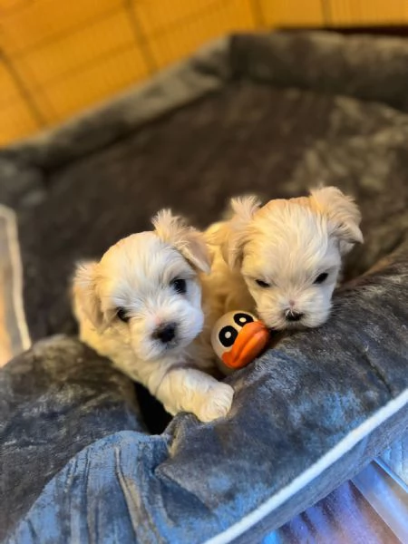 Bellissimi Cuccioli Maltese | Foto 0