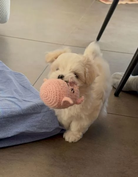 Splendidi Cuccioli di maltese 