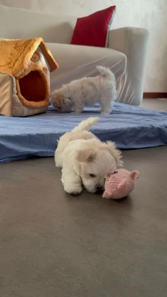 Splendidi Cuccioli di maltese  | Foto 6