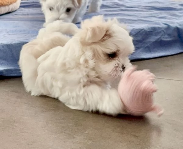 Splendidi Cuccioli di maltese  | Foto 5