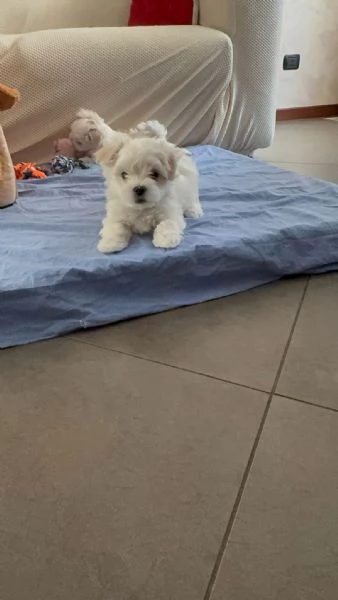Splendidi Cuccioli di maltese  | Foto 4