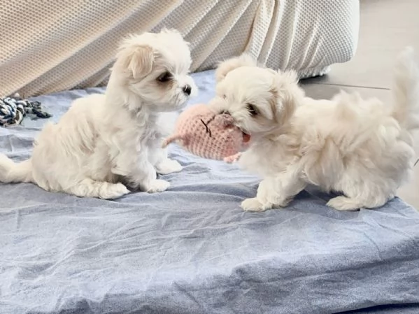 Splendidi Cuccioli di maltese  | Foto 3
