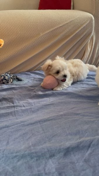 Splendidi Cuccioli di maltese  | Foto 2