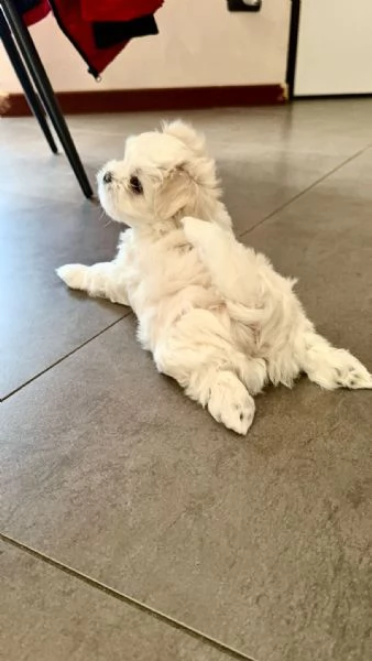 Splendidi Cuccioli di maltese  | Foto 1