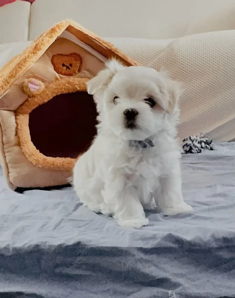 Splendidi Cuccioli di maltese  | Foto 0
