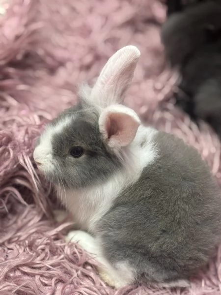 Coniglietti nani  | Foto 1