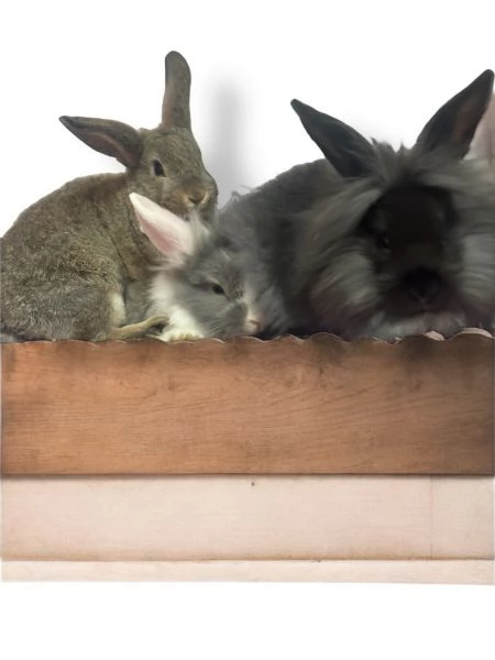 Coniglietti nani  | Foto 0