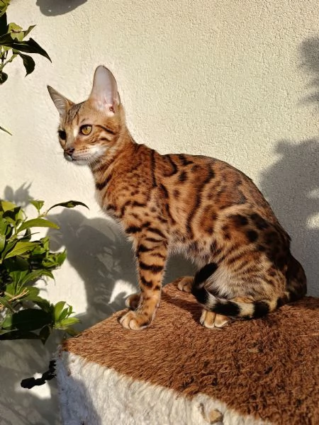 Cuccioli di razza bengala  | Foto 2