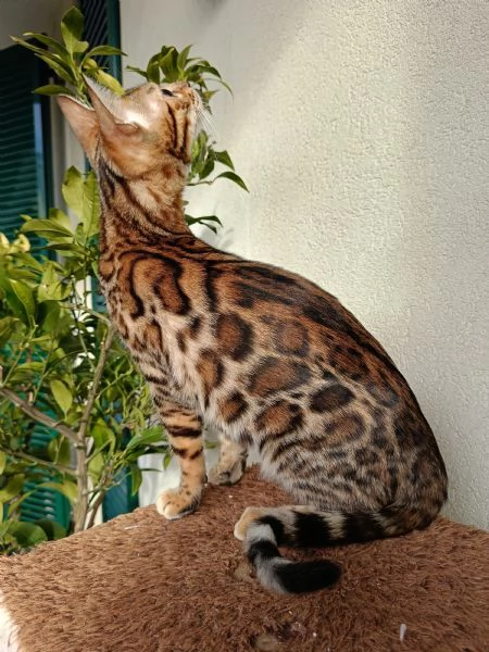 Cuccioli di razza bengala  | Foto 1