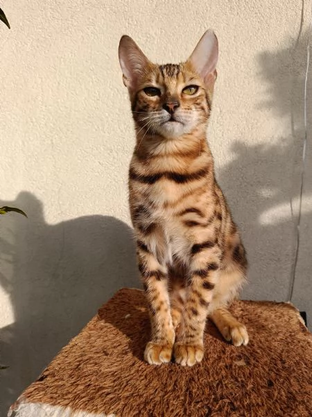 Cuccioli di razza bengala 