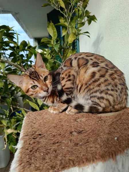 Cuccioli di razza bengala  | Foto 0