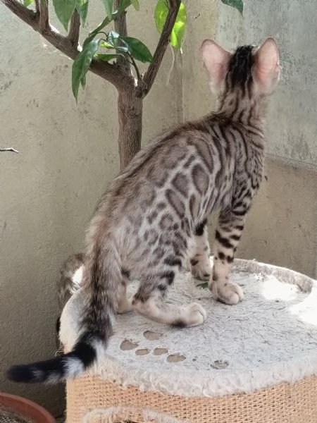 Cuccioli Bengala  | Foto 6