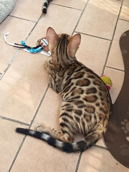 Cuccioli Bengala  | Foto 4