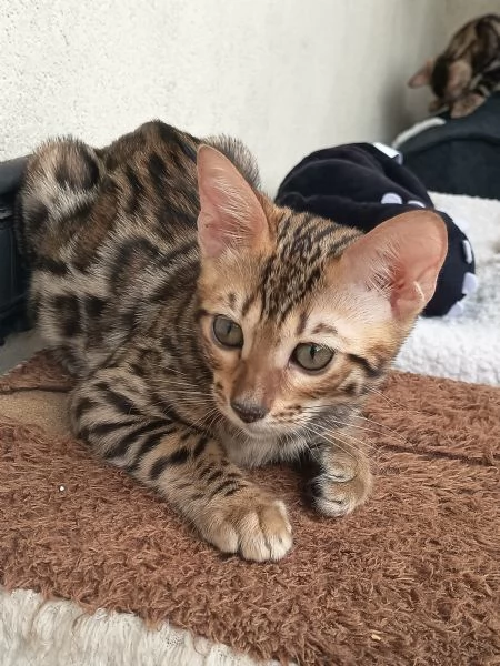 Cuccioli Bengala  | Foto 3