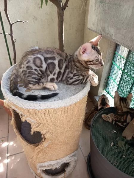 Cuccioli Bengala  | Foto 2