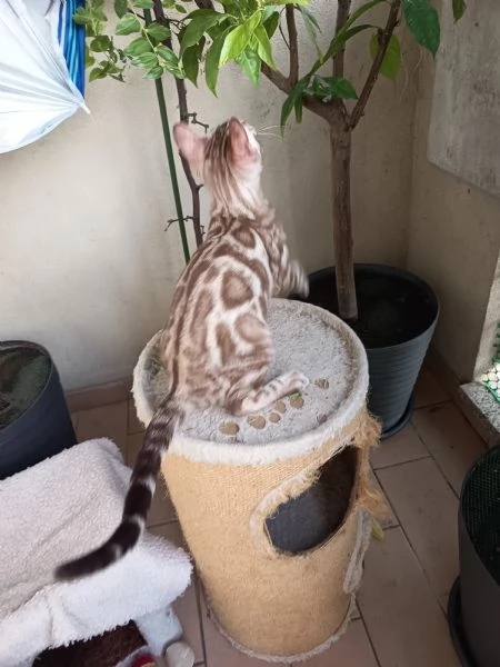 Cuccioli Bengala  | Foto 1