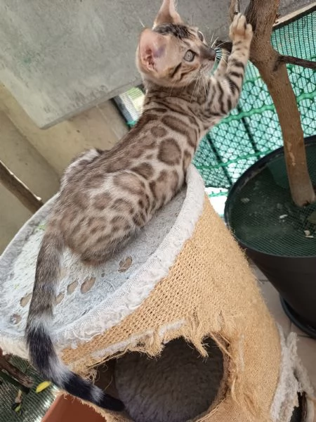 Cuccioli Bengala  | Foto 0