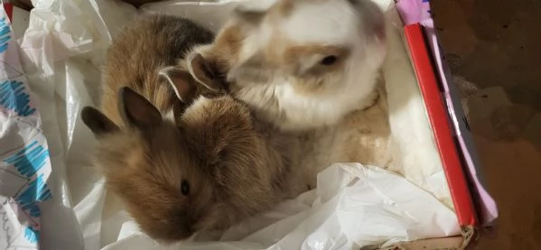 Cuccioli di coniglio nano testa di leone