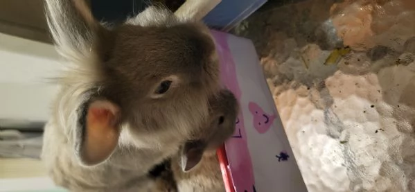 Cuccioli di coniglio nano testa di leone | Foto 6