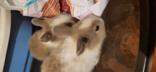 Cuccioli di coniglio nano testa di leone | Foto 5