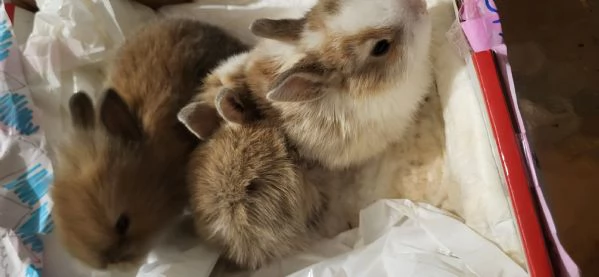 Cuccioli di coniglio nano testa di leone | Foto 4