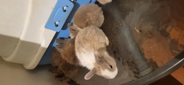 Cuccioli di coniglio nano testa di leone | Foto 3