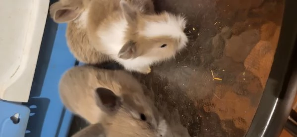Cuccioli di coniglio nano testa di leone | Foto 2