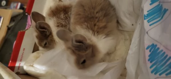 Cuccioli di coniglio nano testa di leone | Foto 1