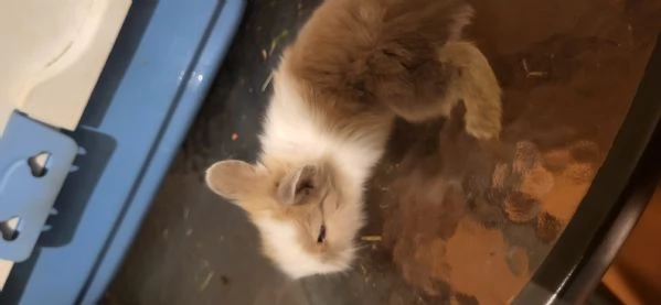 Cuccioli di coniglio nano testa di leone | Foto 0