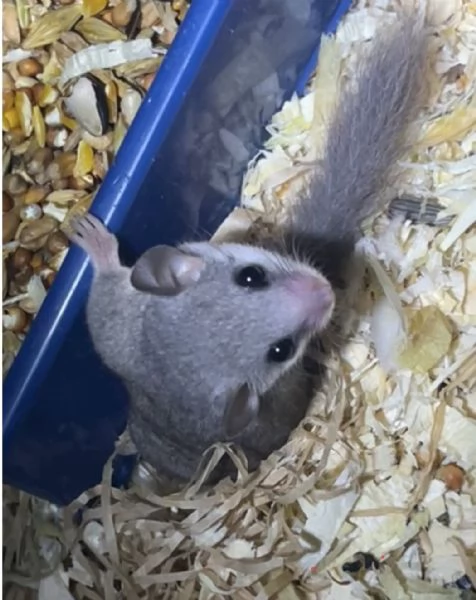 Minighiro africano GRAPHIURUS MURINUS