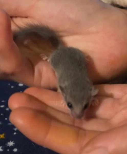 Minighiro africano GRAPHIURUS MURINUS | Foto 2