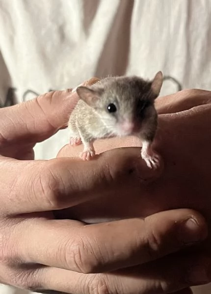 Minighiro africano GRAPHIURUS MURINUS | Foto 1