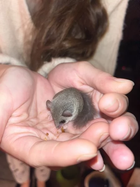 Minighiro africano GRAPHIURUS MURINUS | Foto 0