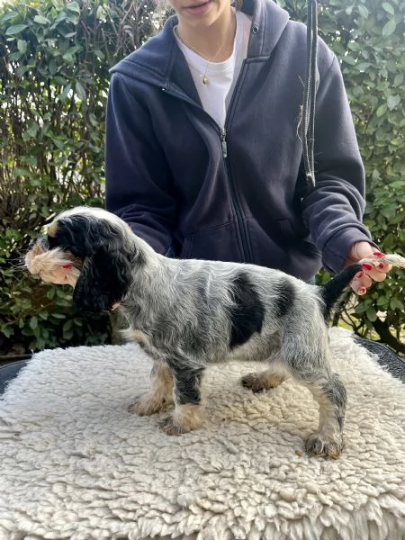 Vendo cuccioli di cocker spaniel inglese