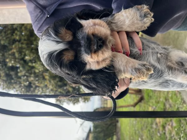 Vendo cuccioli di cocker spaniel inglese | Foto 2