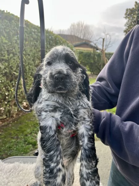 Vendo cuccioli di cocker spaniel inglese | Foto 1