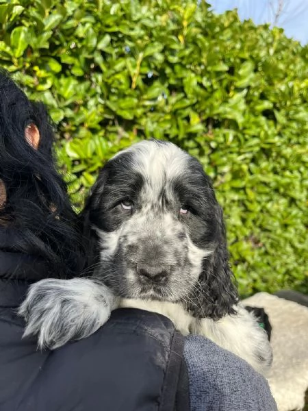 Cuccioli di cocker spaniel inglese | Foto 3