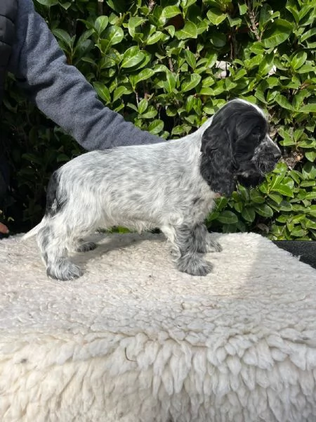 Cuccioli di cocker spaniel inglese | Foto 2