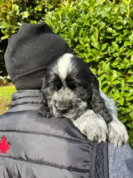Cuccioli di cocker spaniel inglese | Foto 1