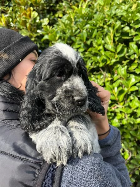 Cuccioli di cocker spaniel inglese | Foto 0