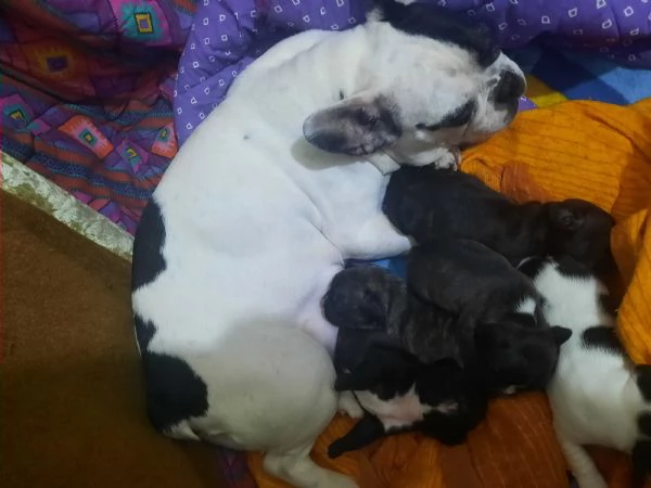 Buldog francese 