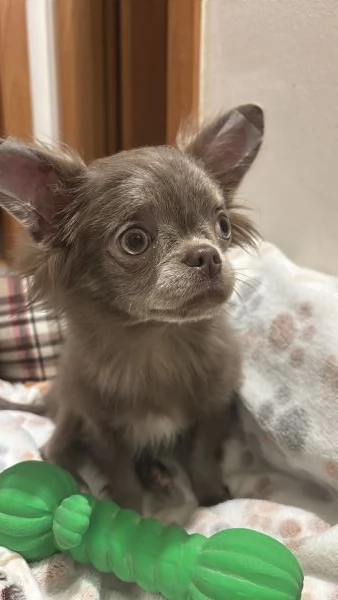 Chihuahua  | Foto 1